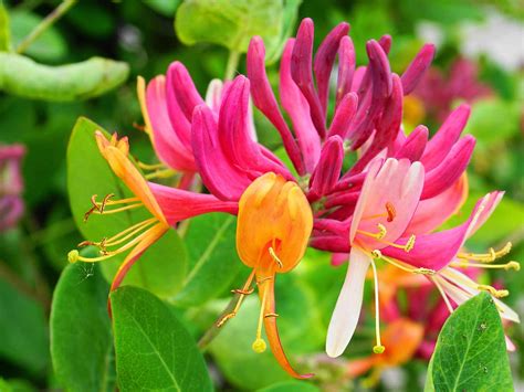 The Honeysuckle NE .